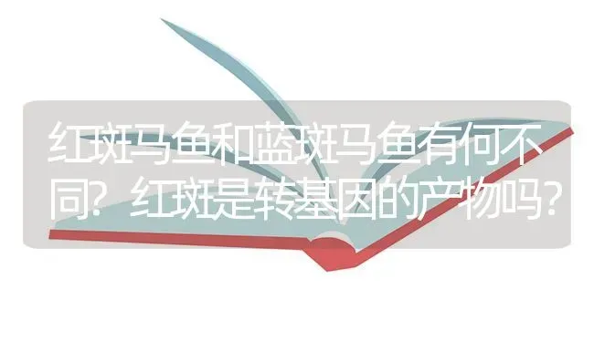 红斑马鱼和蓝斑马鱼有何不同?红斑是转基因的产物吗？ | 鱼类宠物饲养