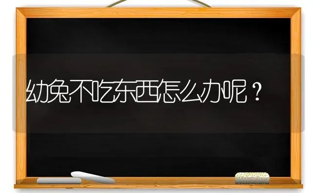 幼兔不吃东西怎么办呢？ | 动物养殖问答