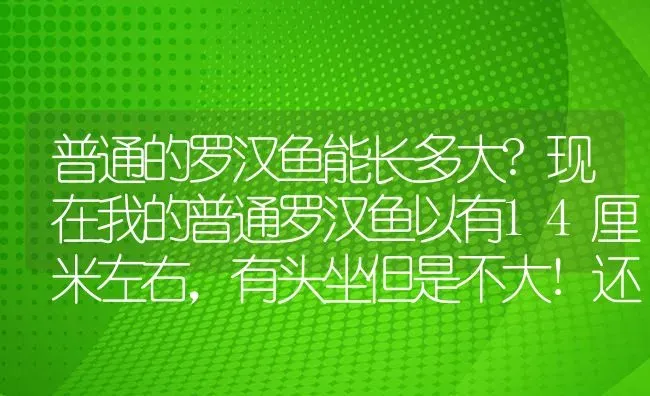 普通的罗汉鱼能长多大?现在我的普通罗汉鱼以有14厘米左右，有头坐但是不大!还会起头吗？ | 鱼类宠物饲养