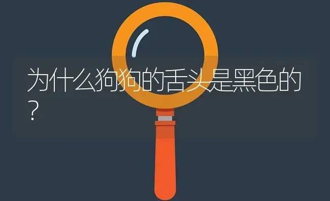 公母柯基哪个更贵？ | 动物养殖问答