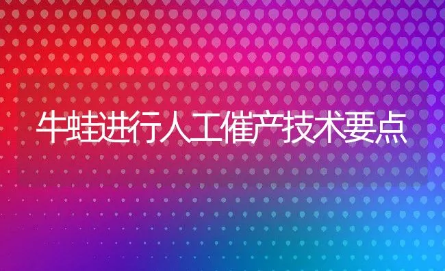 牛蛙进行人工催产技术要点 | 水产养殖知识