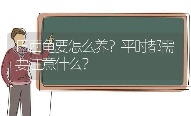 巴西龟要怎么养？平时都需要注意什么？ | 动物养殖问答