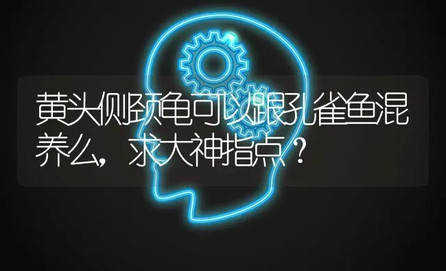 黄头侧颈龟可以跟孔雀鱼混养么，求大神指点？ | 动物养殖问答