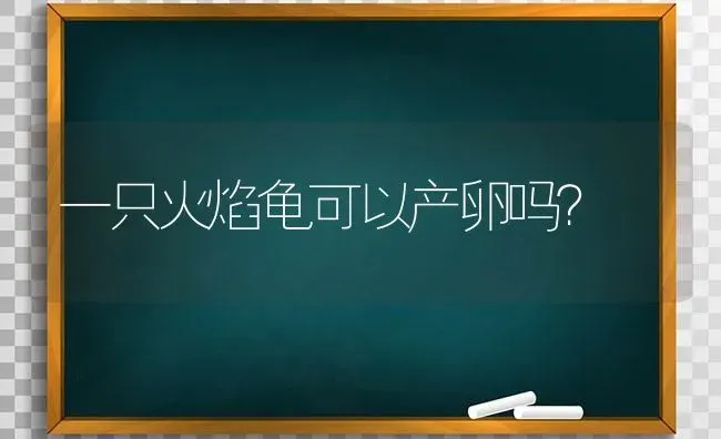 一只火焰龟可以产卵吗？ | 动物养殖问答