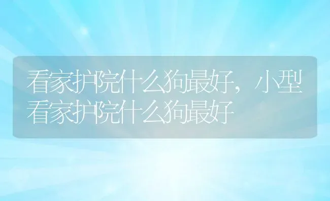 看家护院什么狗最好,小型看家护院什么狗最好 | 宠物百科知识