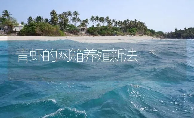 青虾的网箱养殖新法 | 海水养殖技术