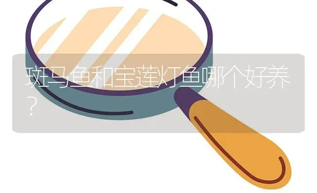 斑马鱼和宝莲灯鱼哪个好养？ | 鱼类宠物饲养