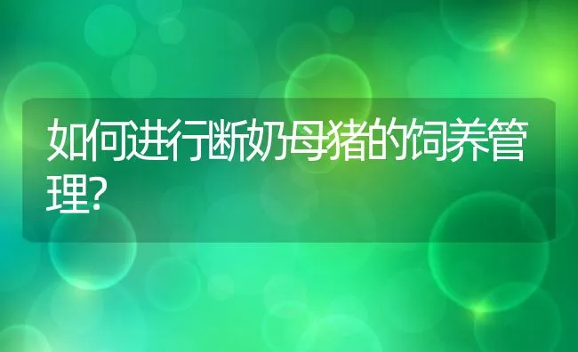 如何进行断奶母猪的饲养管理？ | 动物养殖饲料