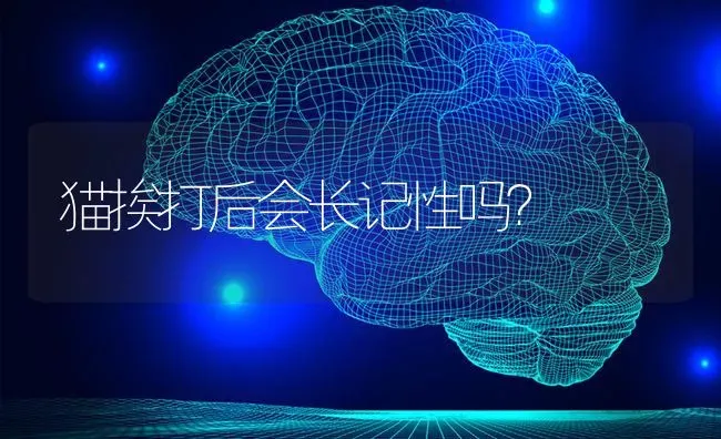 泰迪狗什么颜色是最好的？ | 动物养殖问答