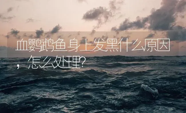 血鹦鹉鱼身上发黑什么原因，怎么处理？ | 鱼类宠物饲养