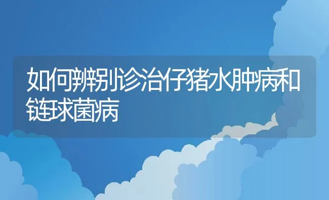 如何辨别诊治仔猪水肿病和链球菌病 | 动物养殖学堂