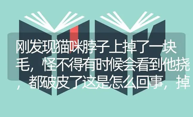 刚发现猫咪脖子上掉了一块毛，怪不得有时候会看到他挠，都破皮了这是怎么回事，掉的毛一搓没有皮屑？ | 动物养殖问答