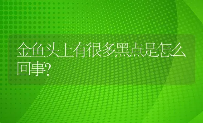 金鱼头上有很多黑点是怎么回事？ | 鱼类宠物饲养