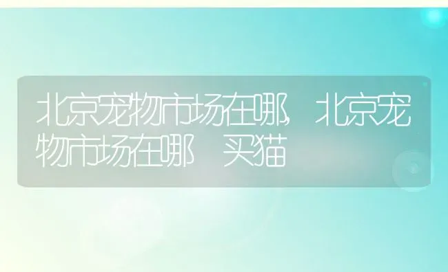 北京宠物市场在哪,北京宠物市场在哪 买猫 | 宠物百科知识