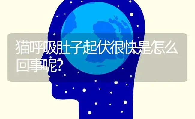 猫呼吸肚子起伏很快是怎么回事呢？ | 动物养殖问答