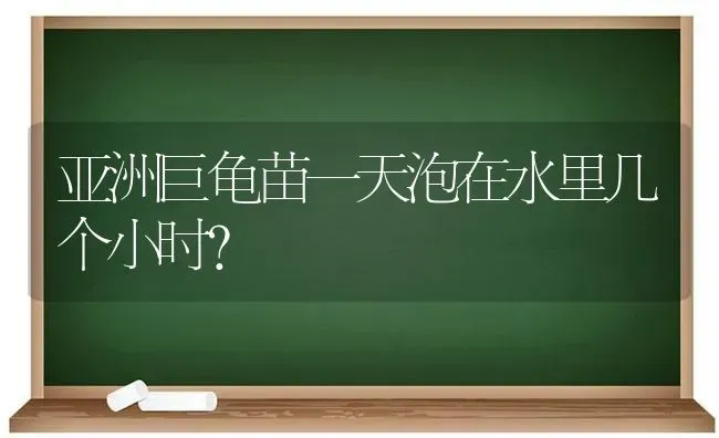 亚洲巨龟苗一天泡在水里几个小时？ | 动物养殖问答