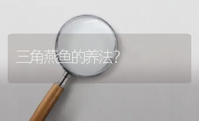 三角燕鱼的养法？ | 鱼类宠物饲养