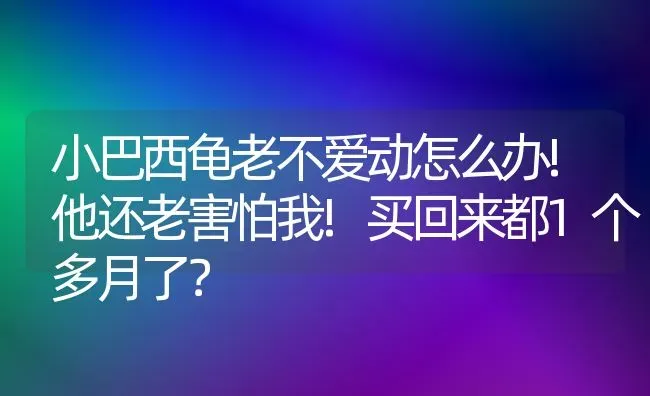 小巴西龟老不爱动怎么办!他还老害怕我!买回来都1个多月了？ | 动物养殖问答