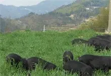 黑猪群饲料配合的注意事项