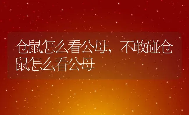 仓鼠怎么看公母,不敢碰仓鼠怎么看公母 | 宠物百科知识