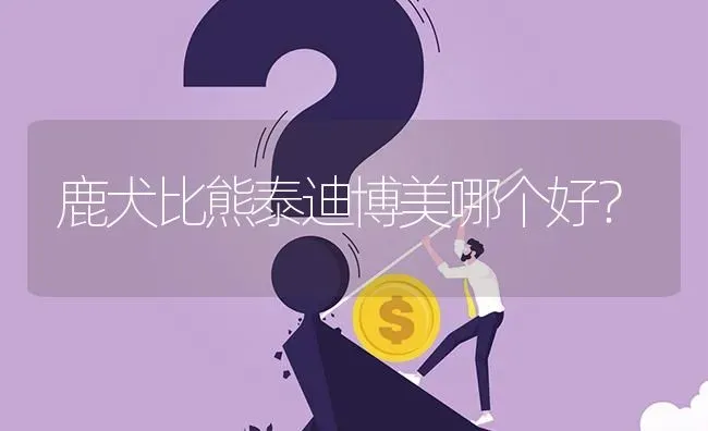 鹿犬比熊泰迪博美哪个好？ | 动物养殖问答