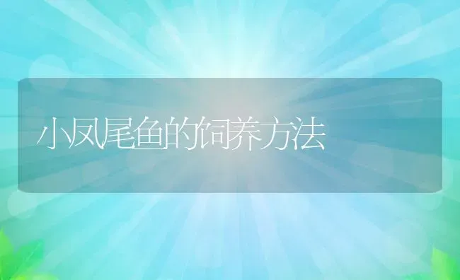 小凤尾鱼的饲养方法 | 动物养殖教程