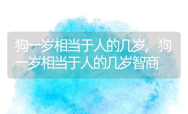 狗一岁相当于人的几岁,狗一岁相当于人的几岁智商 | 宠物百科知识