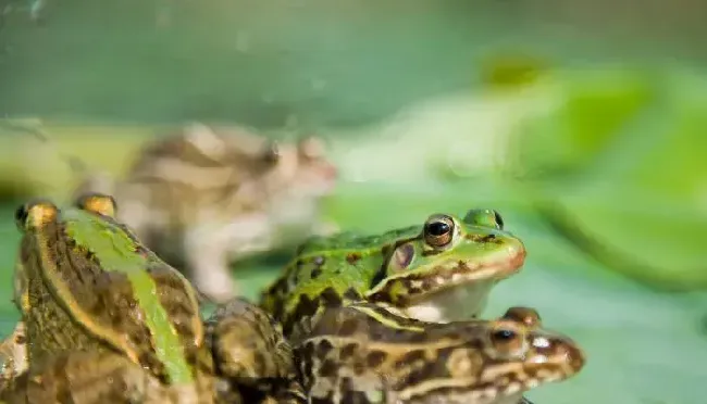 青蛙繁殖技术