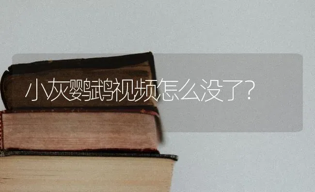 小灰鹦鹉视频怎么没了？ | 动物养殖问答