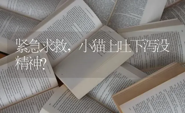 1800元的蓝猫品相怎么样？ | 动物养殖问答