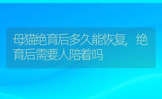 母猫绝育后多久能恢复,绝育后需要人陪着吗 | 宠物百科知识