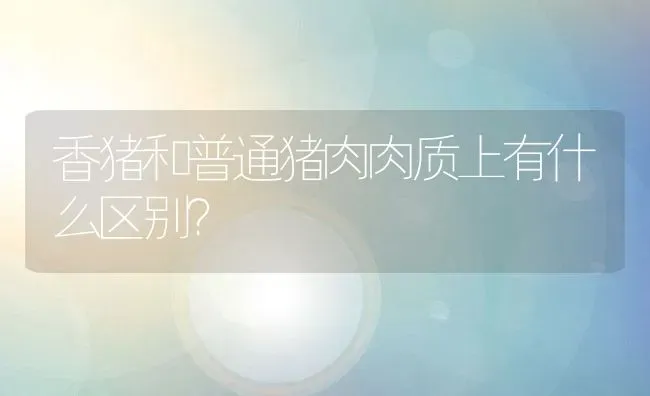 香猪和普通猪肉肉质上有什么区别？ | 动物养殖百科