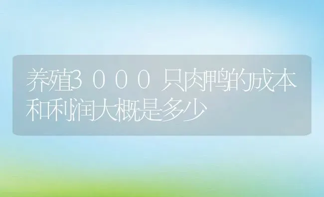 养殖3000只肉鸭的成本和利润大概是多少 | 动物养殖百科