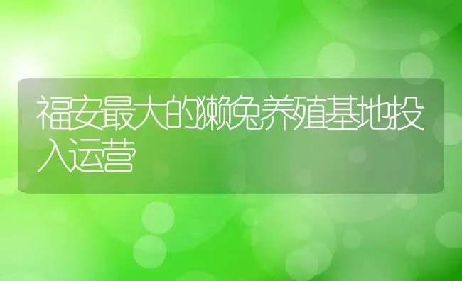 福安最大的獭兔养殖基地投入运营 | 动物养殖教程