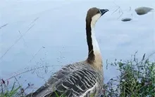 大雁品种灰雁