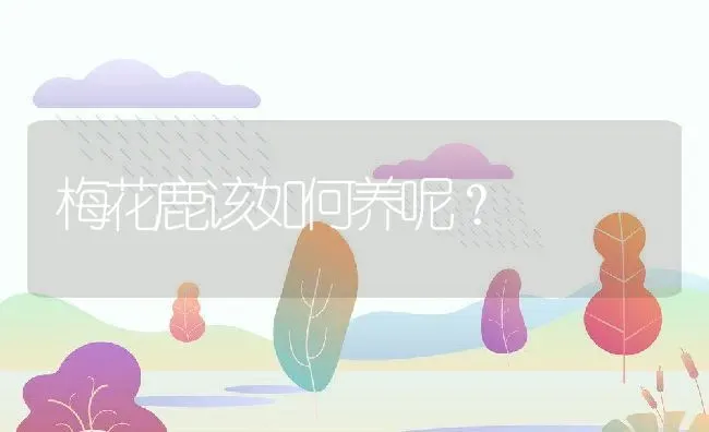 梅花鹿该如何养呢？ | 动物养殖百科