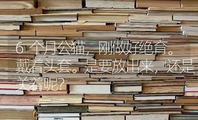 6个月公猫，刚做好绝育。戴着头套。是要放出来，还是关着呢？ | 动物养殖问答