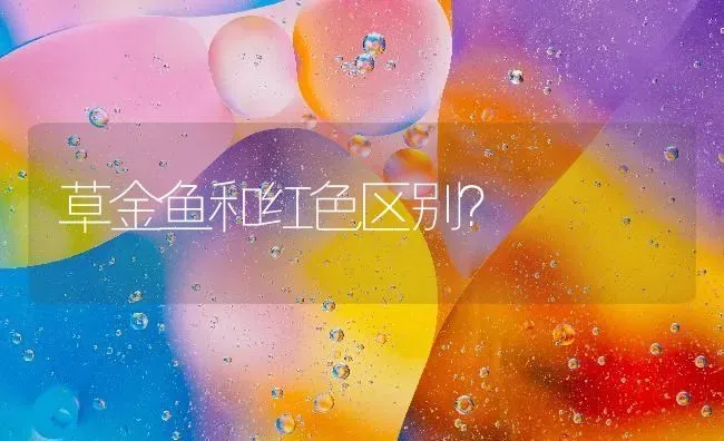 草金鱼和红色区别？ | 鱼类宠物饲养