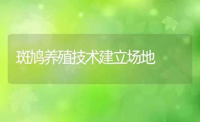 斑鸠养殖技术建立场地 | 动物养殖教程