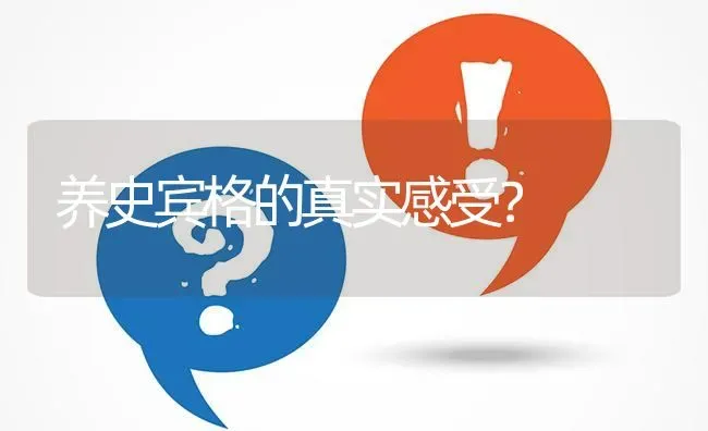 养史宾格的真实感受？ | 动物养殖问答