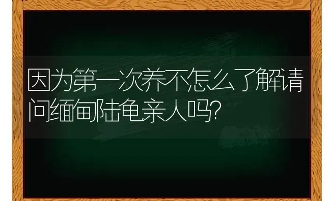 因为第一次养不怎么了解请问缅甸陆龟亲人吗？ | 动物养殖问答