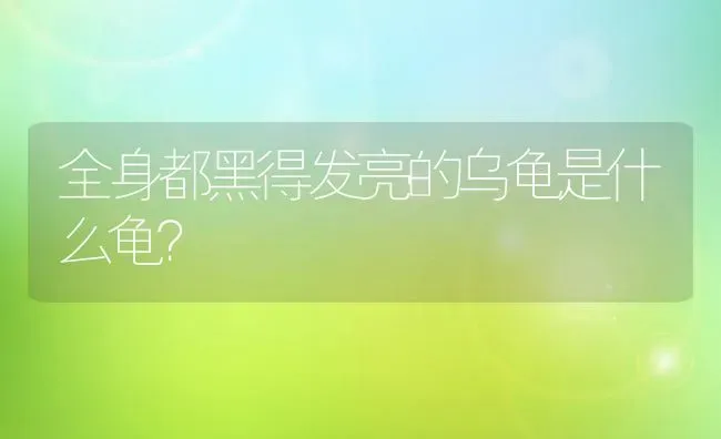 全身都黑得发亮的乌龟是什么龟？ | 动物养殖问答