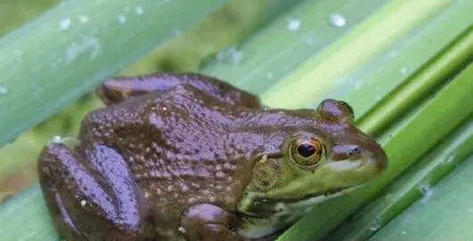 牛蛙有寄生虫吗？