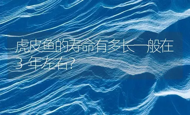 虎皮鱼的寿命有多长一般在3年左右？ | 鱼类宠物饲养