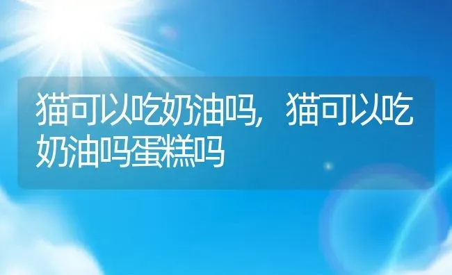 猫可以吃奶油吗,猫可以吃奶油吗蛋糕吗 | 宠物百科知识