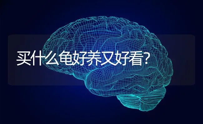 买什么龟好养又好看？ | 动物养殖问答