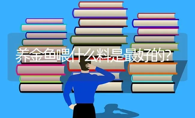 养金鱼喂什么料是最好的？ | 鱼类宠物饲养