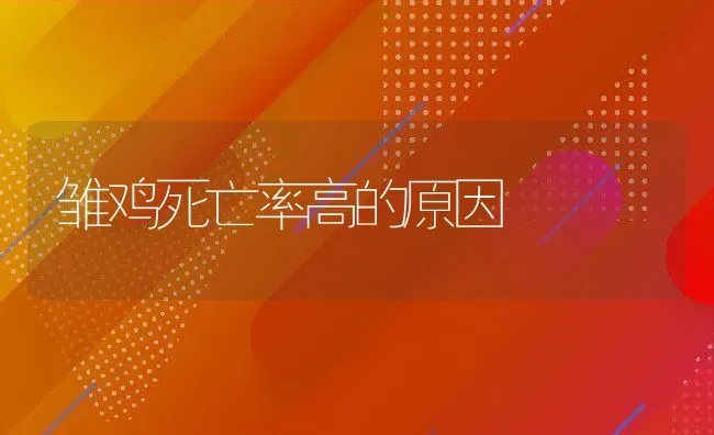 雏鸡死亡率高的原因 | 动物养殖教程