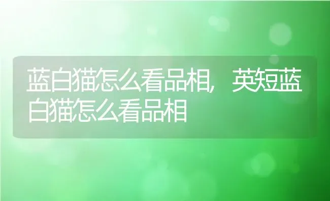 蓝白猫怎么看品相,英短蓝白猫怎么看品相 | 宠物百科知识