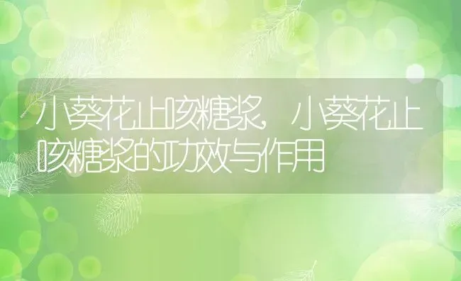 小葵花止咳糖浆,小葵花止咳糖浆的功效与作用 | 宠物百科知识